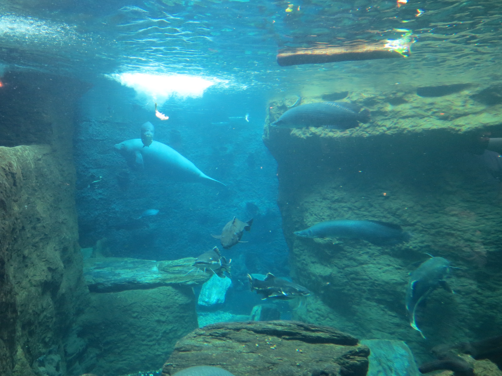 Orinoco Rainforest - River Exhibit