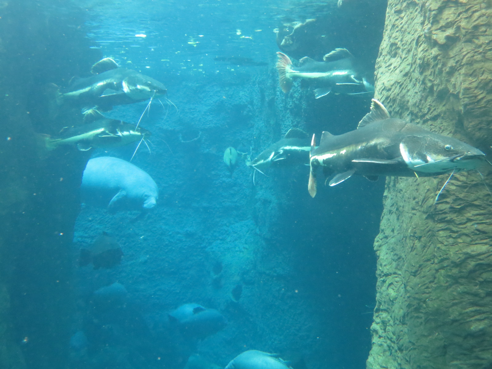 Orinoco Rainforest - River Exhibit