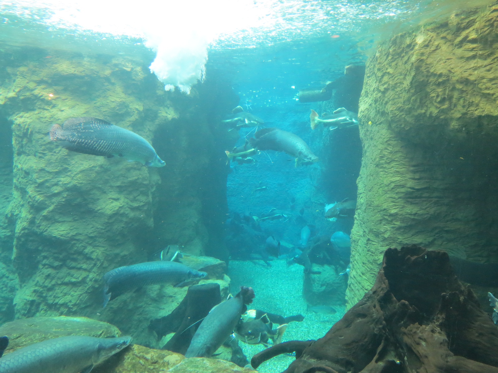 Orinoco Rainforest - River Exhibit