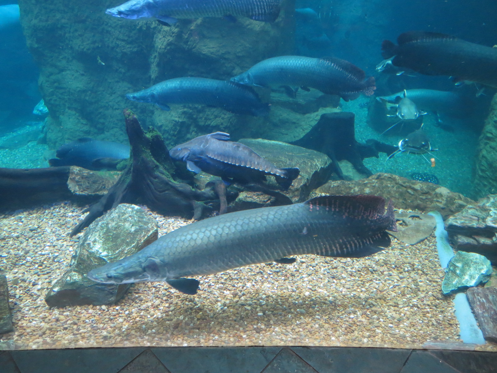 Orinoco Rainforest - River Exhibit