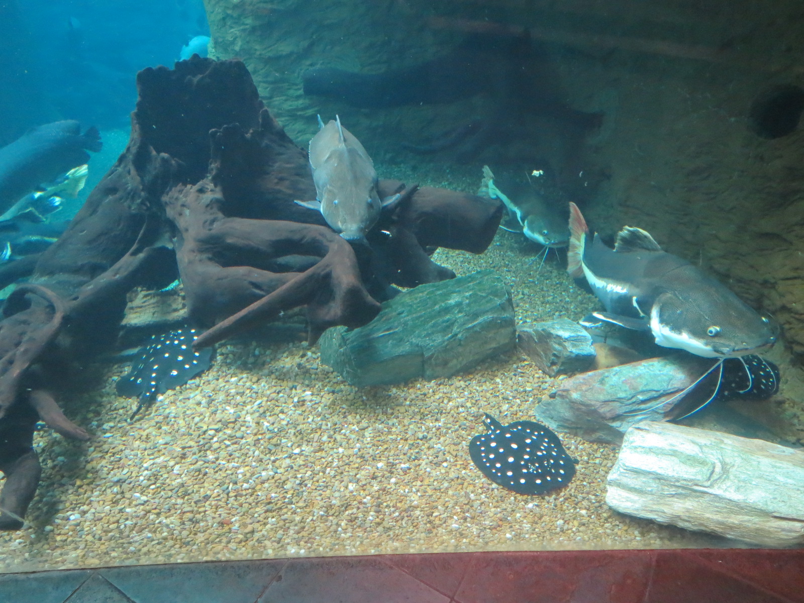 Orinoco Rainforest - River Exhibit