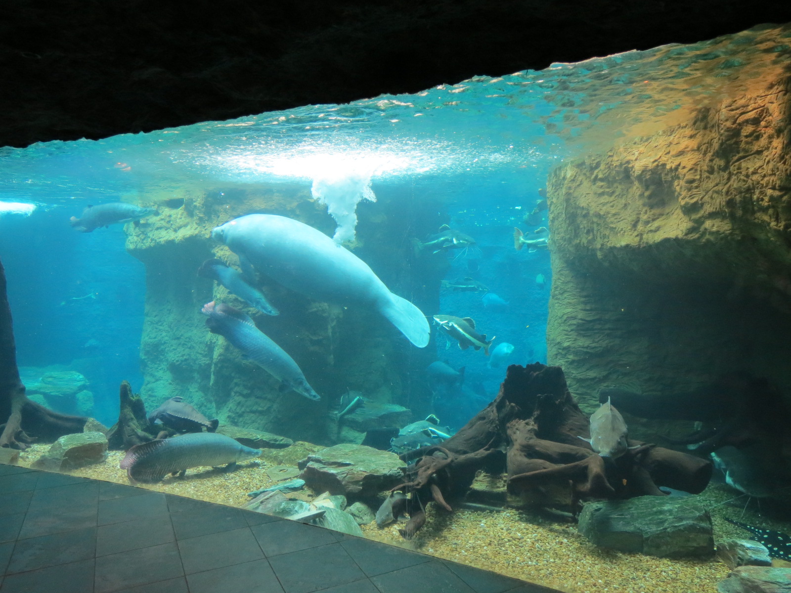 Orinoco Rainforest - River Exhibit