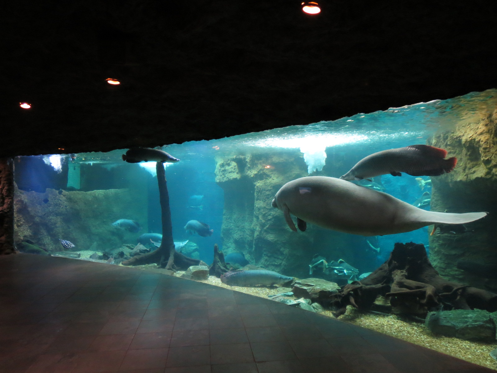 Orinoco Rainforest - River Exhibit