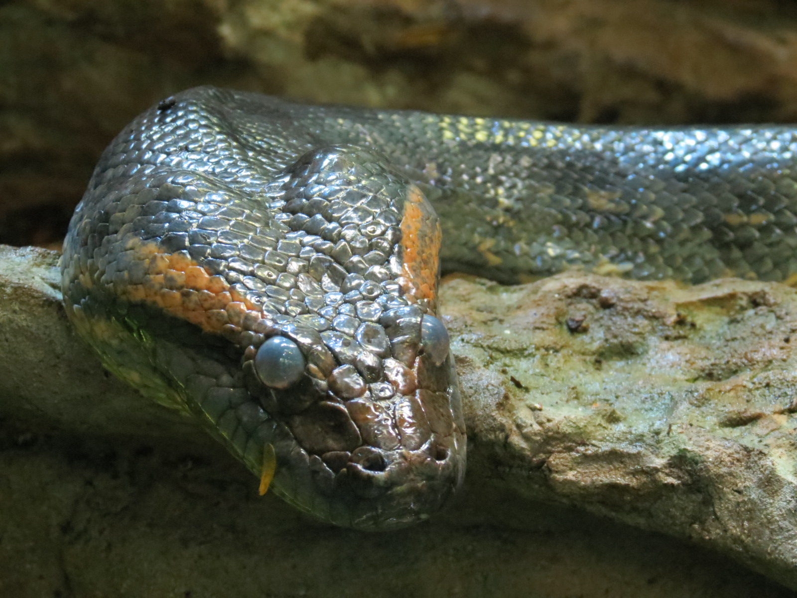Orinoco Rainforest - River's Edge Lower Exhibit - Green Anaconda
