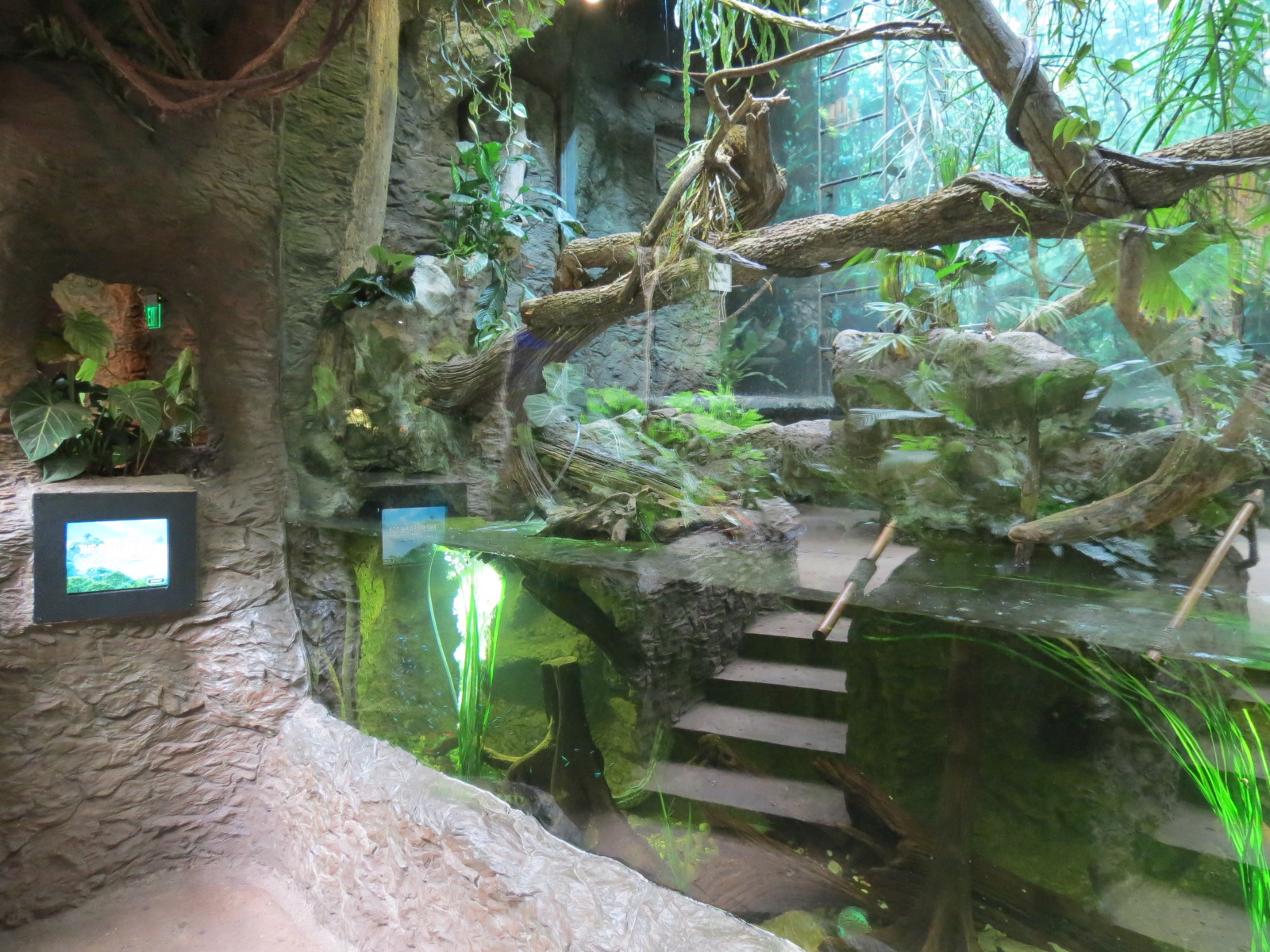 Orinoco Rainforest - River's Edge Lower Exhibit