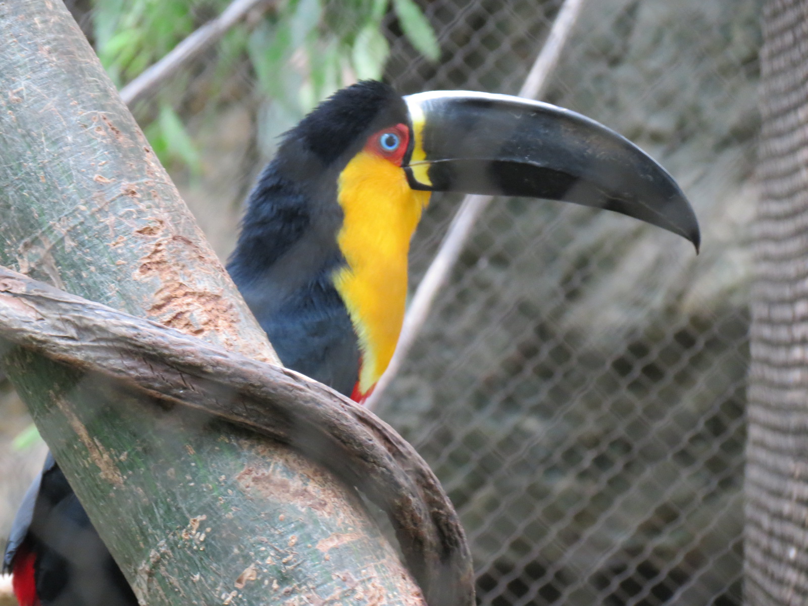 Orinoco Rainforest - River's Edge Upper Exhibit - Ariel Toucan