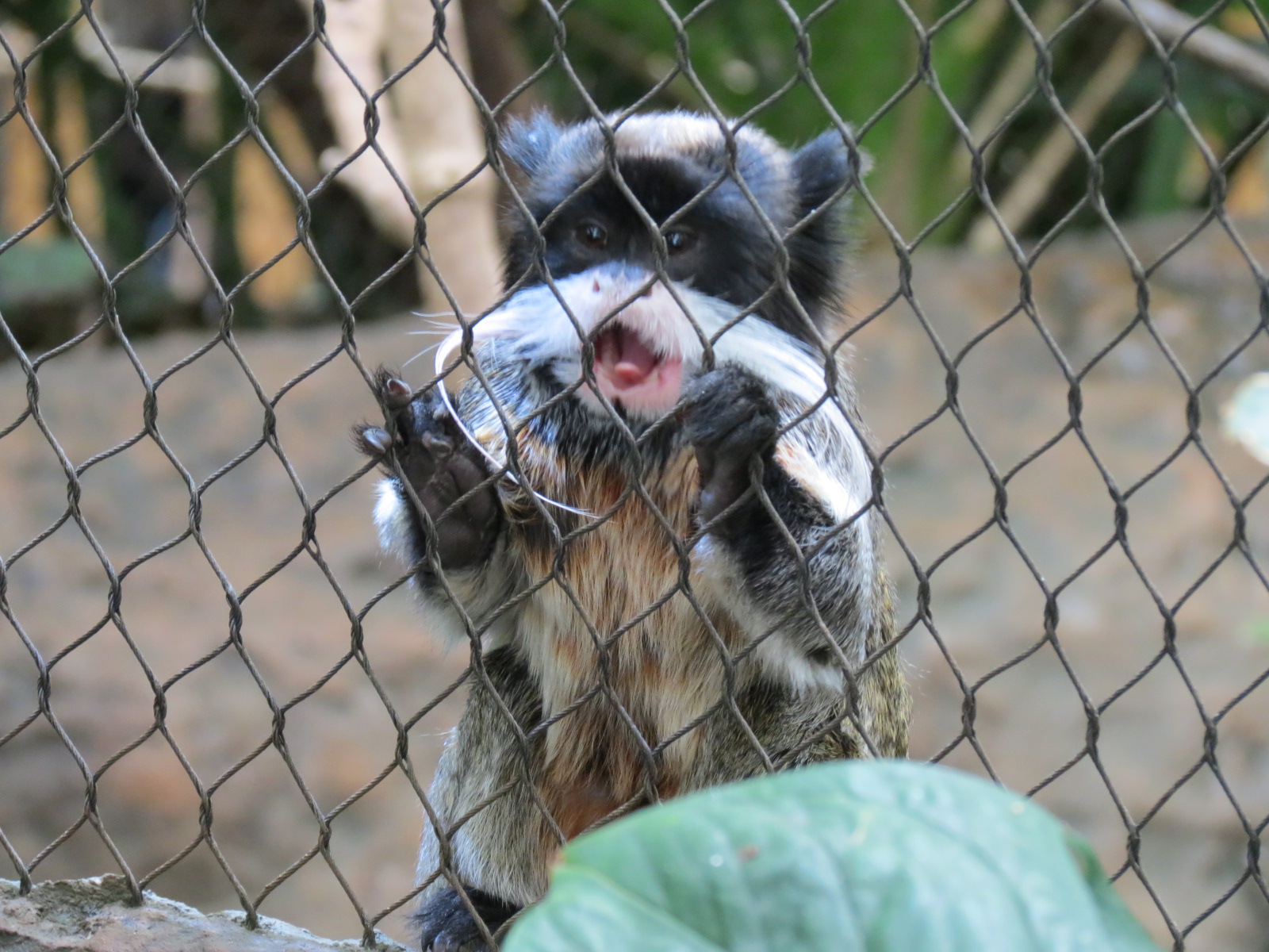 Orinoco Rainforest - River's Edge Upper Exhibit - Emperor Tamarin