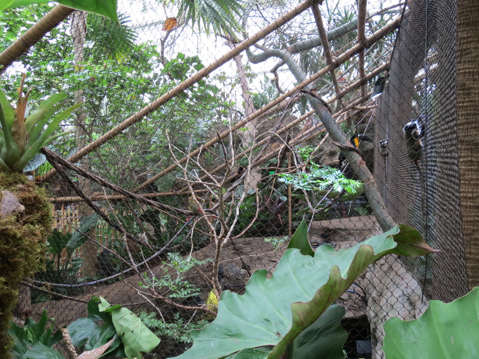 Orinoco Rainforest - River's Edge Upper Exhibit