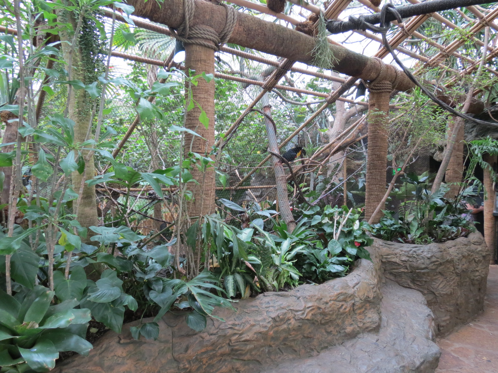 Orinoco Rainforest - River's Edge Upper Exhibit