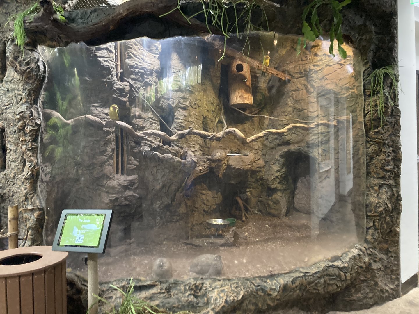 Orinoco Rainforest - Saffron Toucanet/Elegant-Crested Tinamou Exhibit