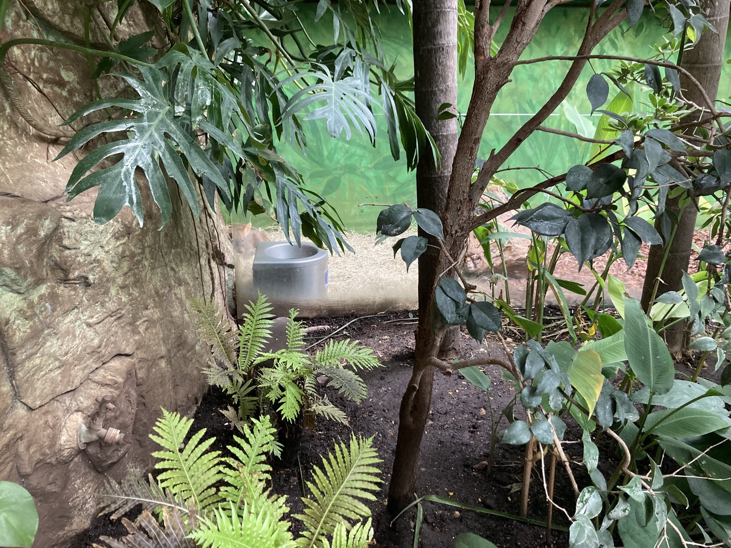 Orinoco Rainforest - Southern Pudu