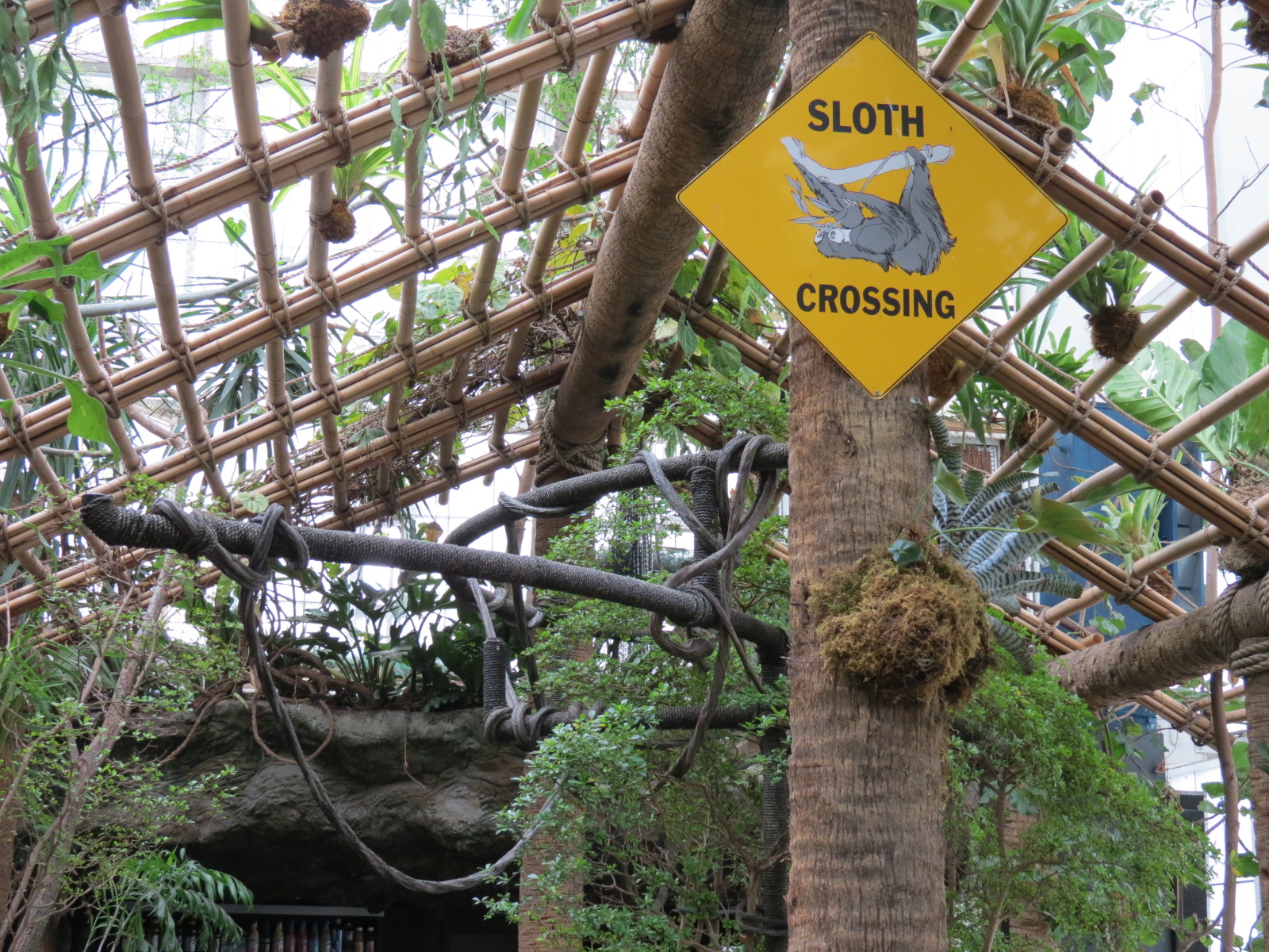 Orinoco Rainforest - Three-toed Sloth Exhibit