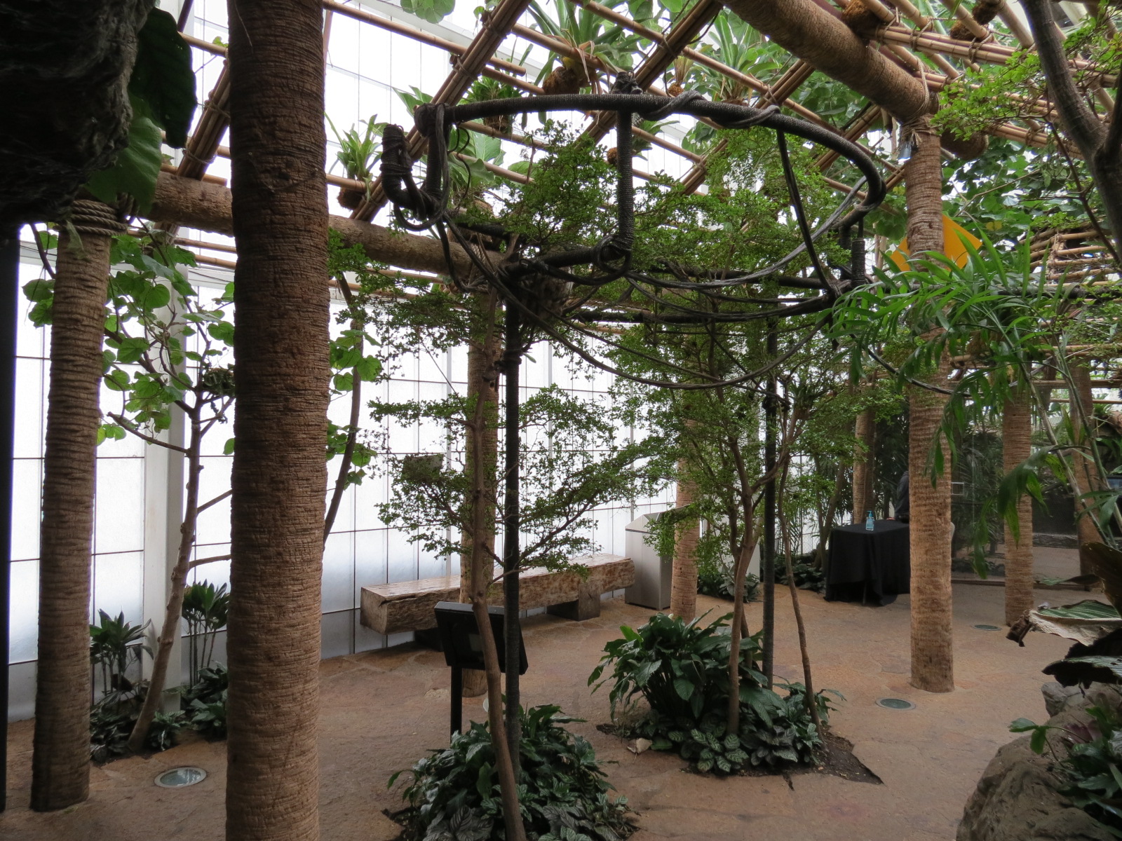 Orinoco Rainforest - Three-toed Sloth Exhibit