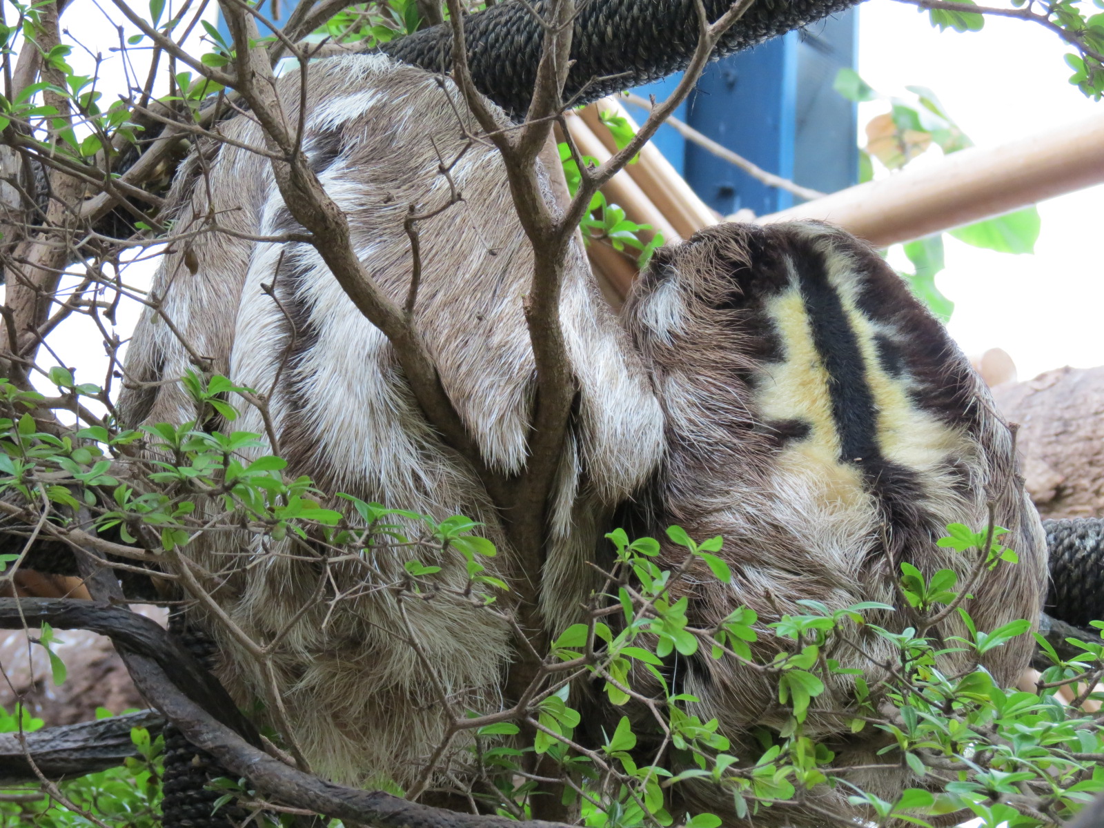 Orinoco Rainforest - Three-toed Sloth Exhibit