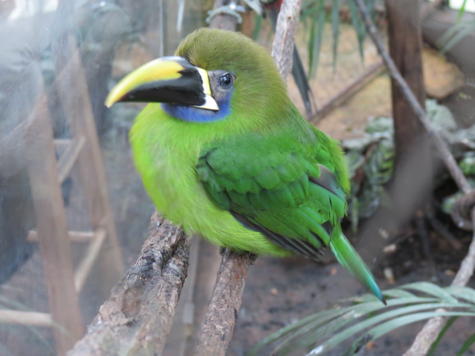Orinoco Rainforest - Toucan Encounter - Emerald Toucanet