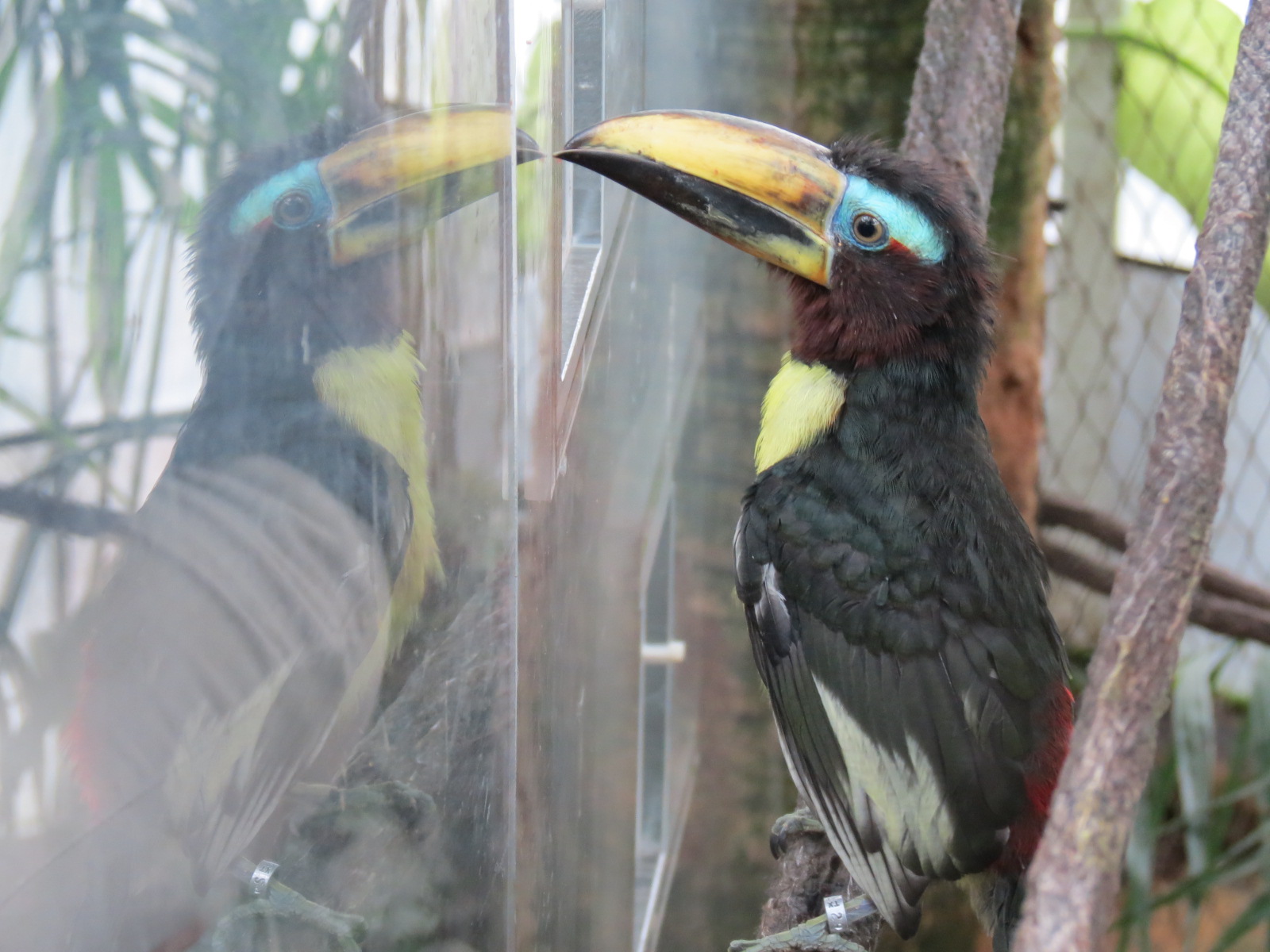 Orinoco Rainforest - Toucan Encounter - Pale-mandibled Aracari
