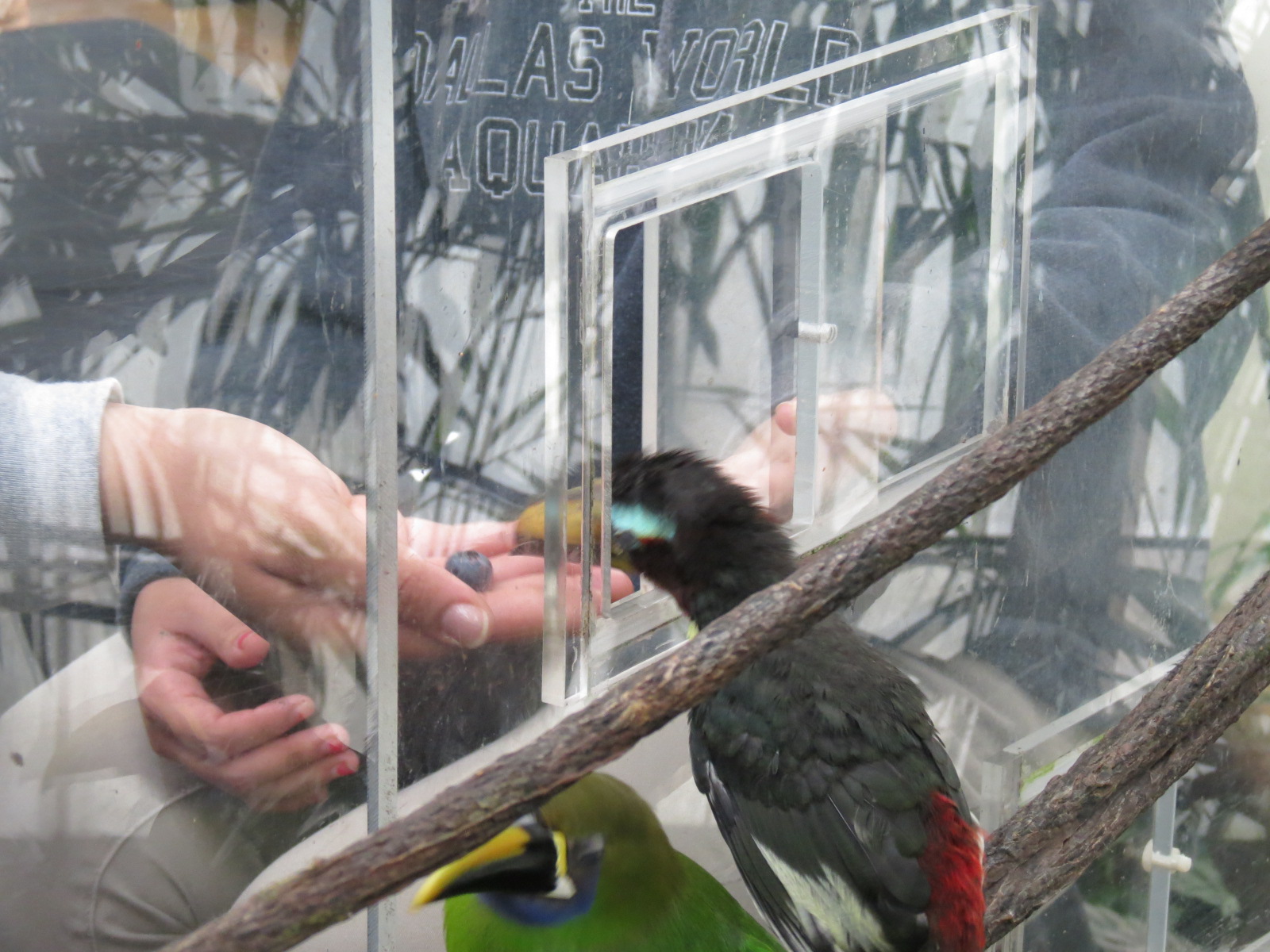 Orinoco Rainforest - Toucan Encounter - Pale-mandibled Aracari