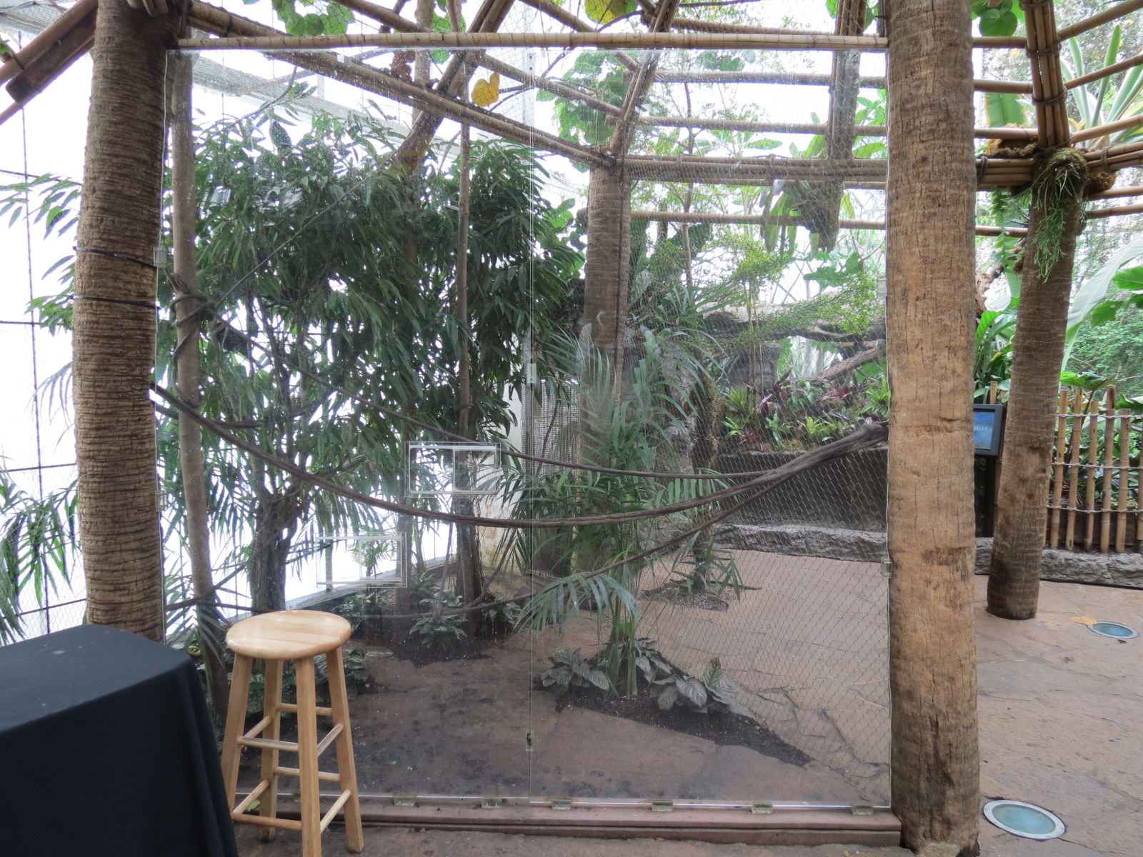 Orinoco Rainforest - Toucan Encounter