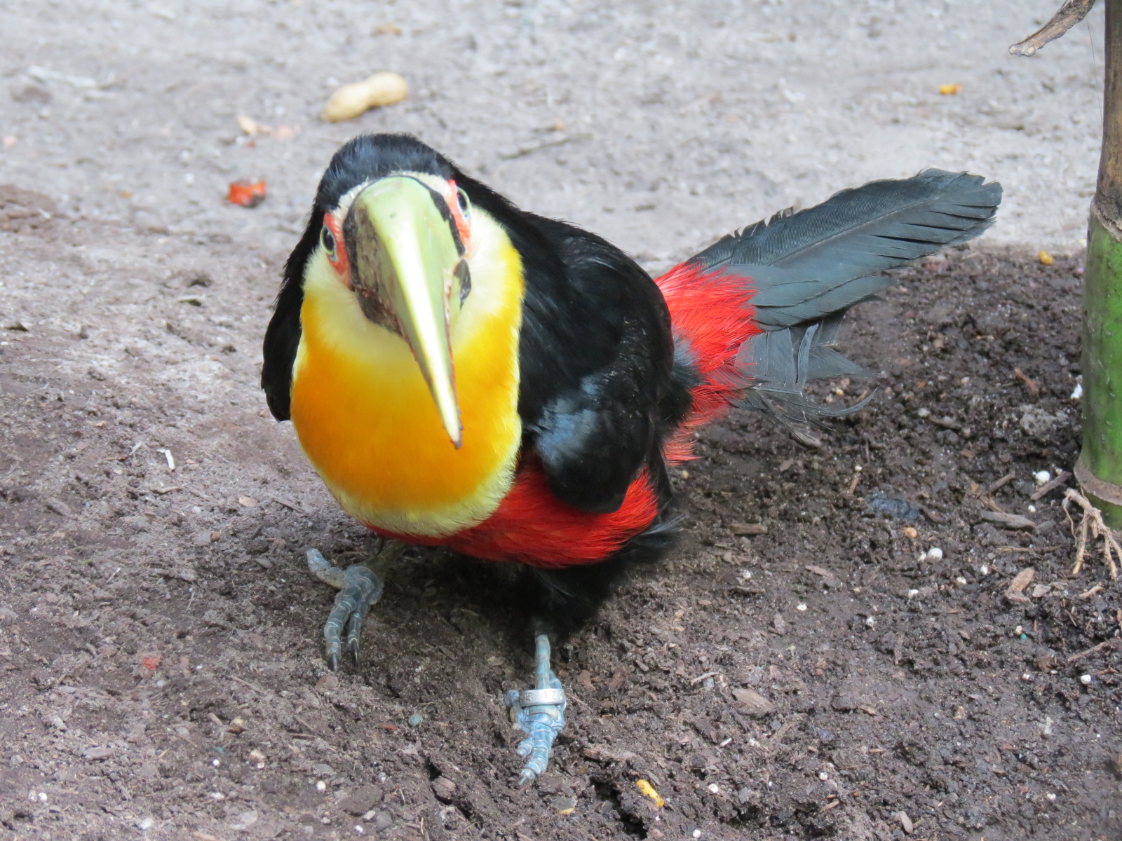 Orinoco Rainforest - Toucan Heights Exhibit - Red-breasted Toucan