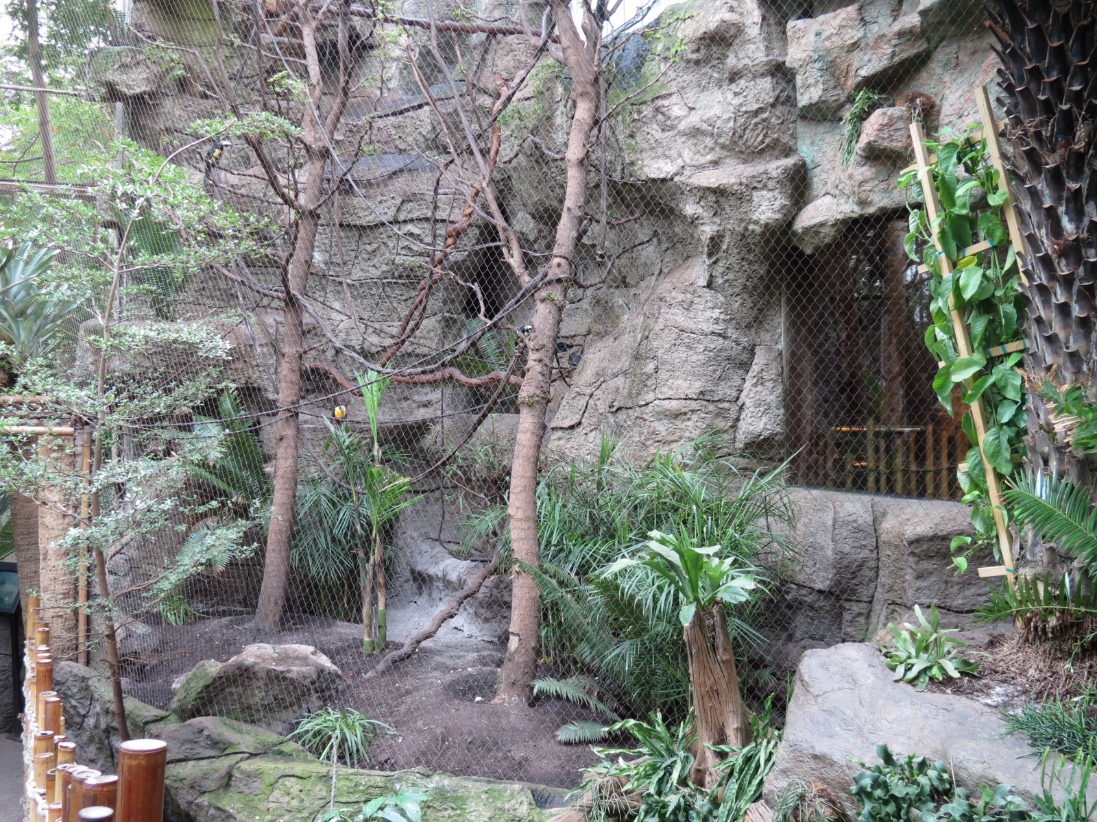 Orinoco Rainforest - Toucan Heights Exhibit