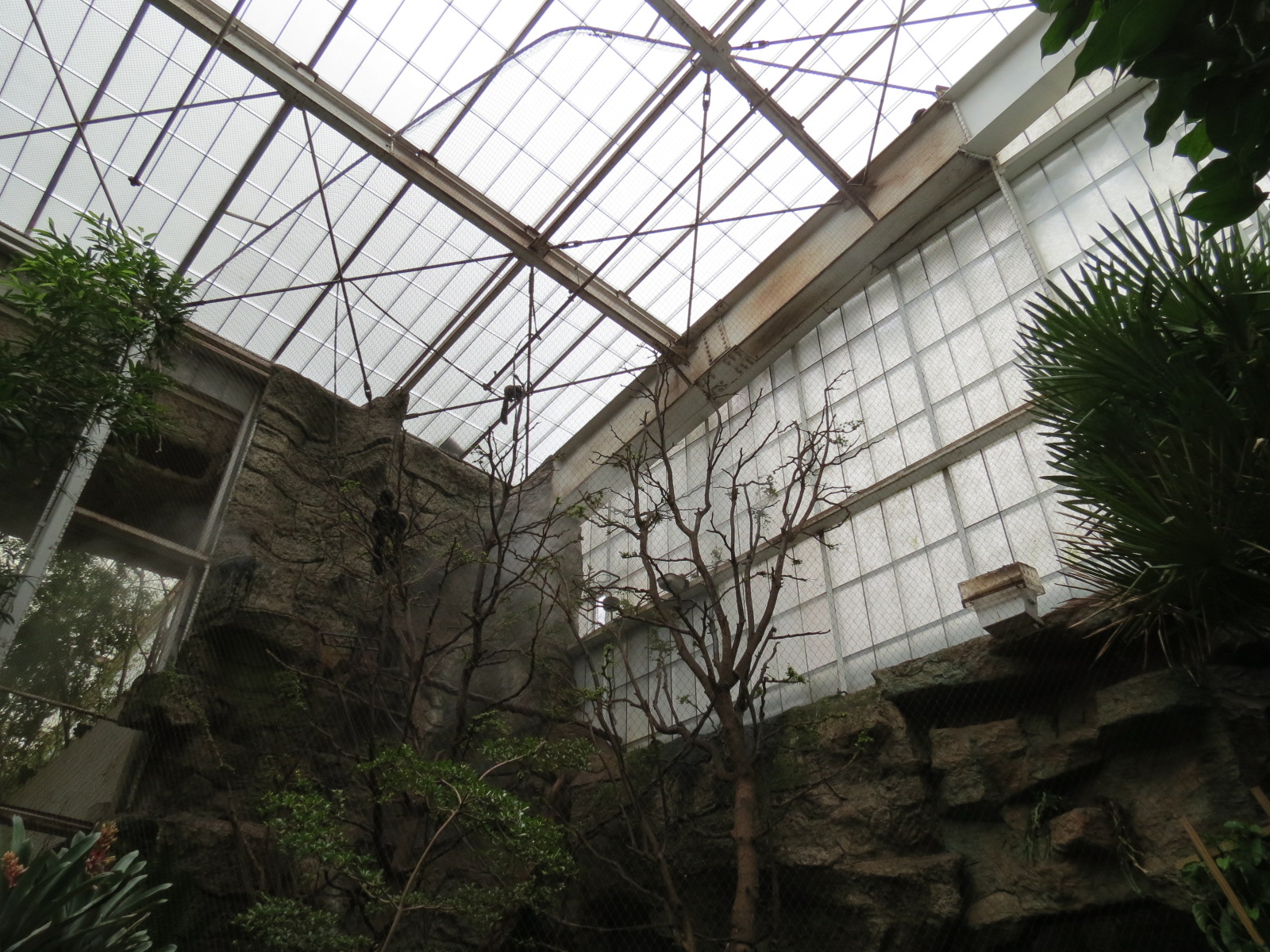 Orinoco Rainforest - Toucan Heights Exhibit