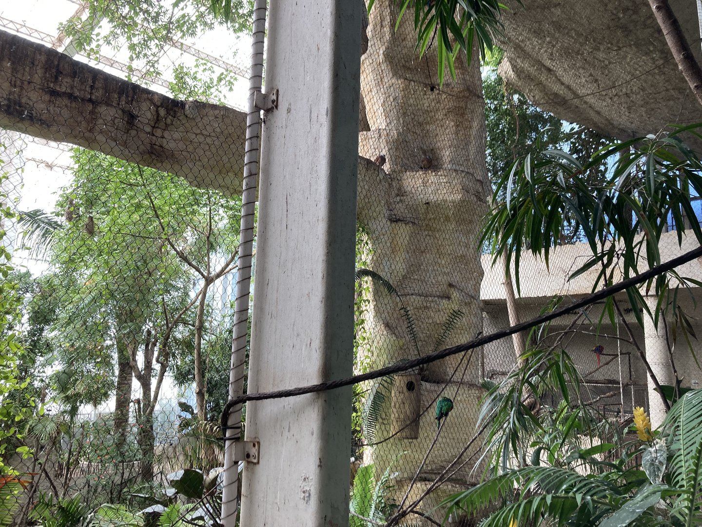 Orinoco Rainforest - Trogon Heights Aviary