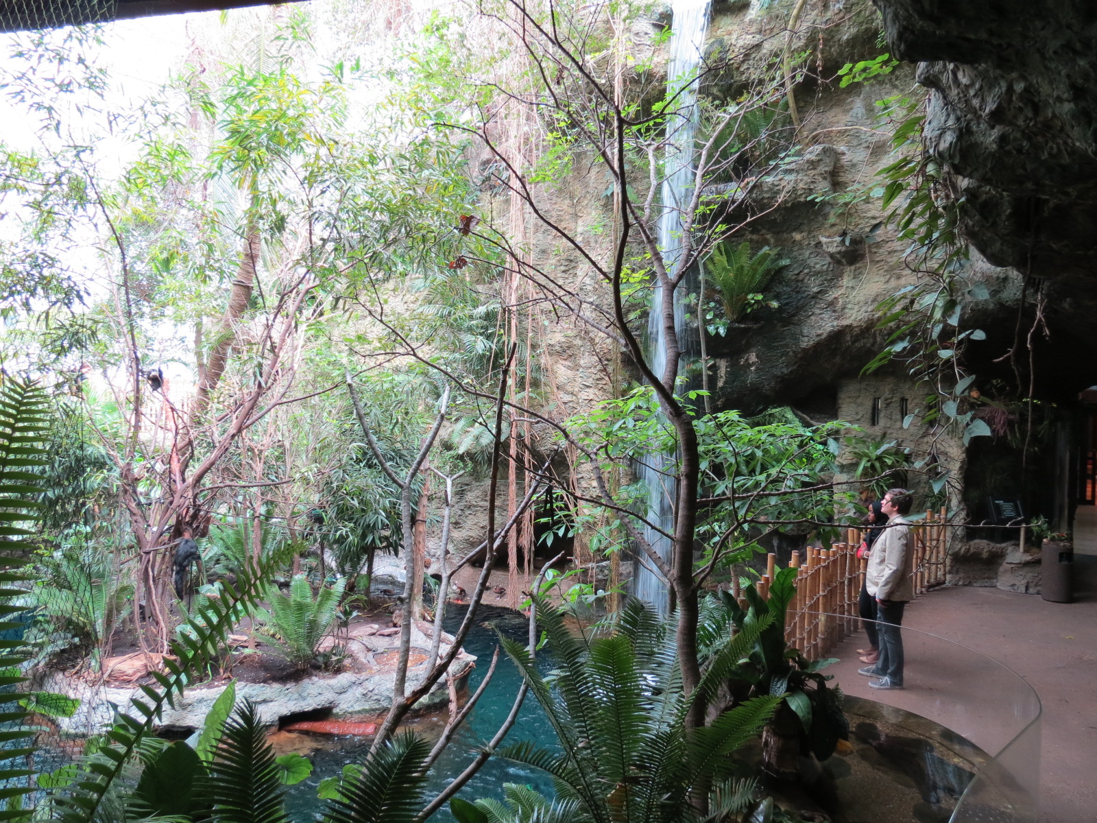 Orinoco Rainforest - Understory Level View