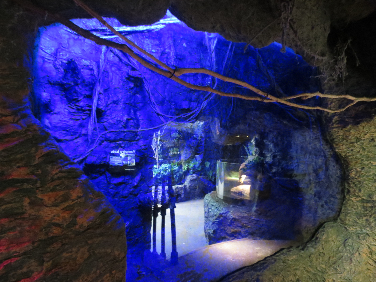 Orinoco Rainforest - Vampire Bat Exhibit