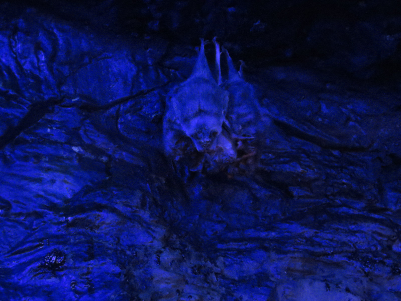 Orinoco Rainforest - Vampire Bat Exhibit