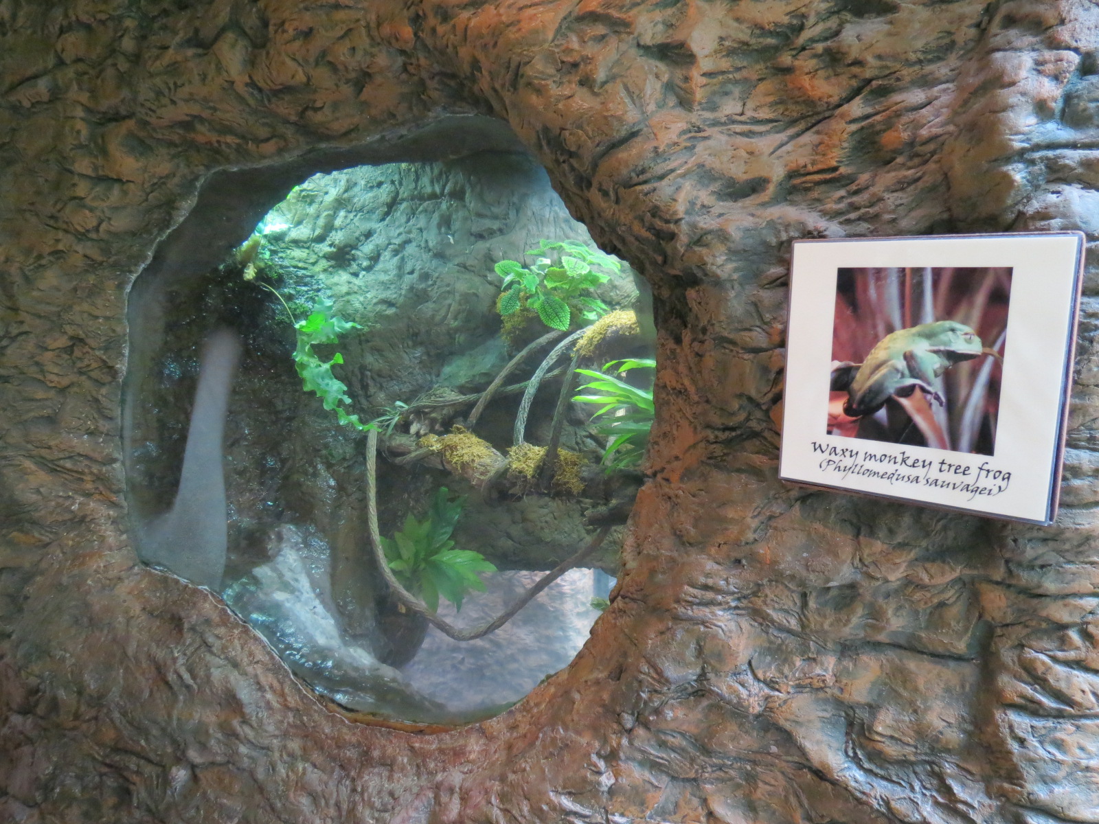 Orinoco Rainforest - Waxy Monkey Tree Frog Exhibit