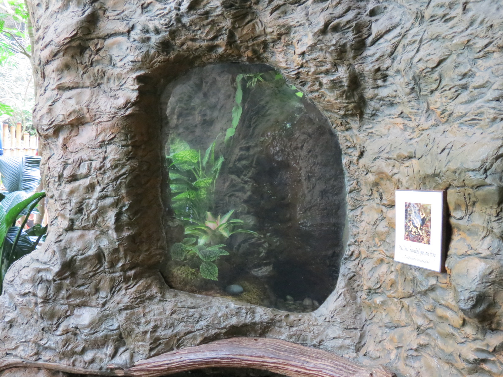 Orinoco Rainforest - Yellow-banded Poison Dart Frog Exhibit
