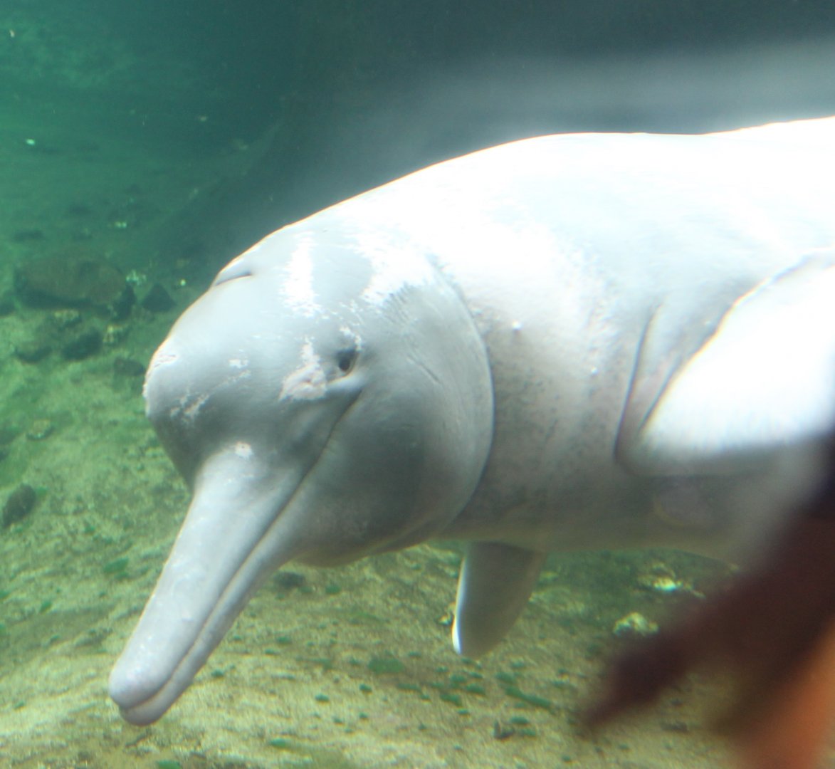 Orinoco river delphin