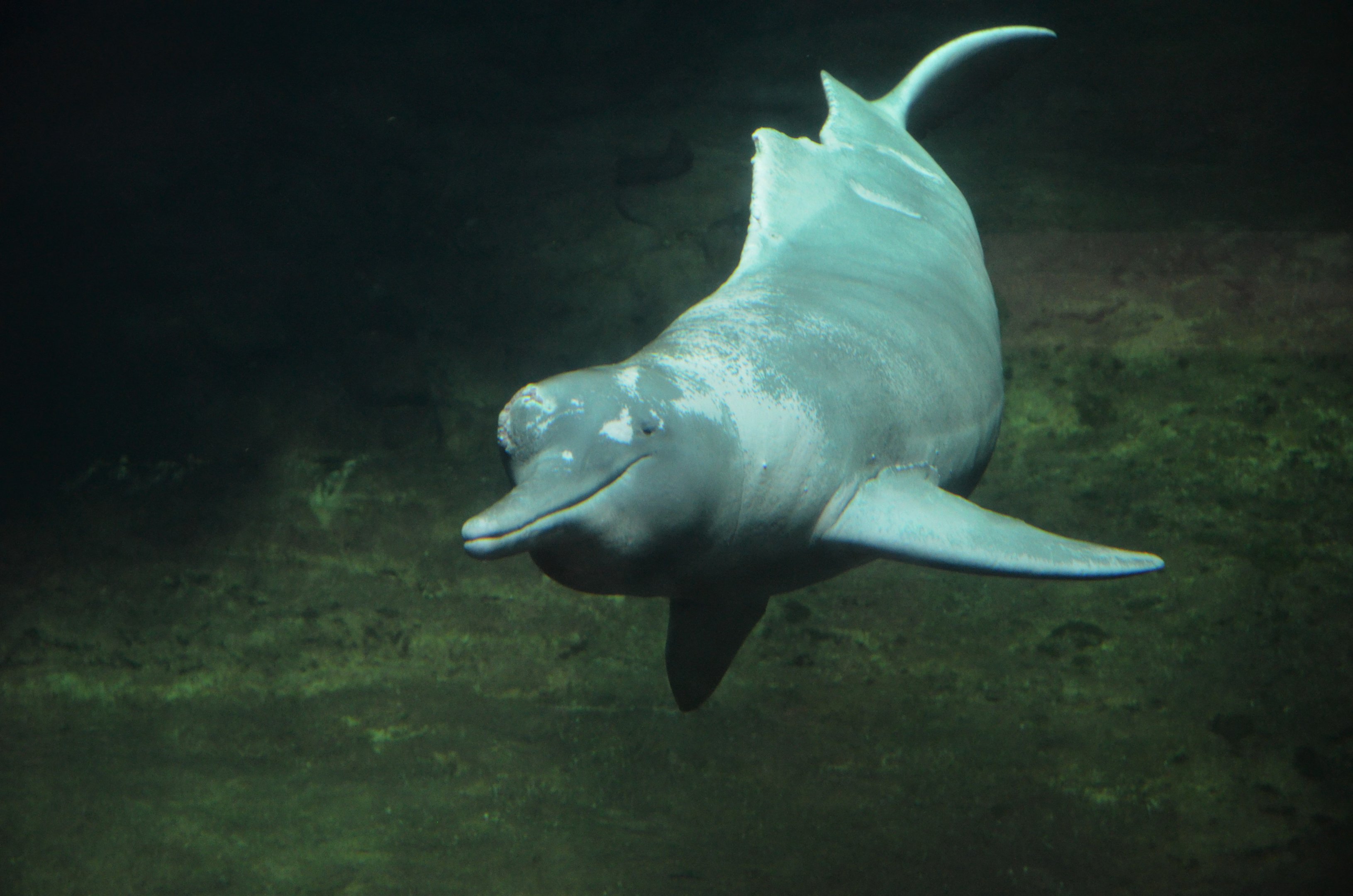 Orinoco River Dolphin at Duisburg, 17/06/19