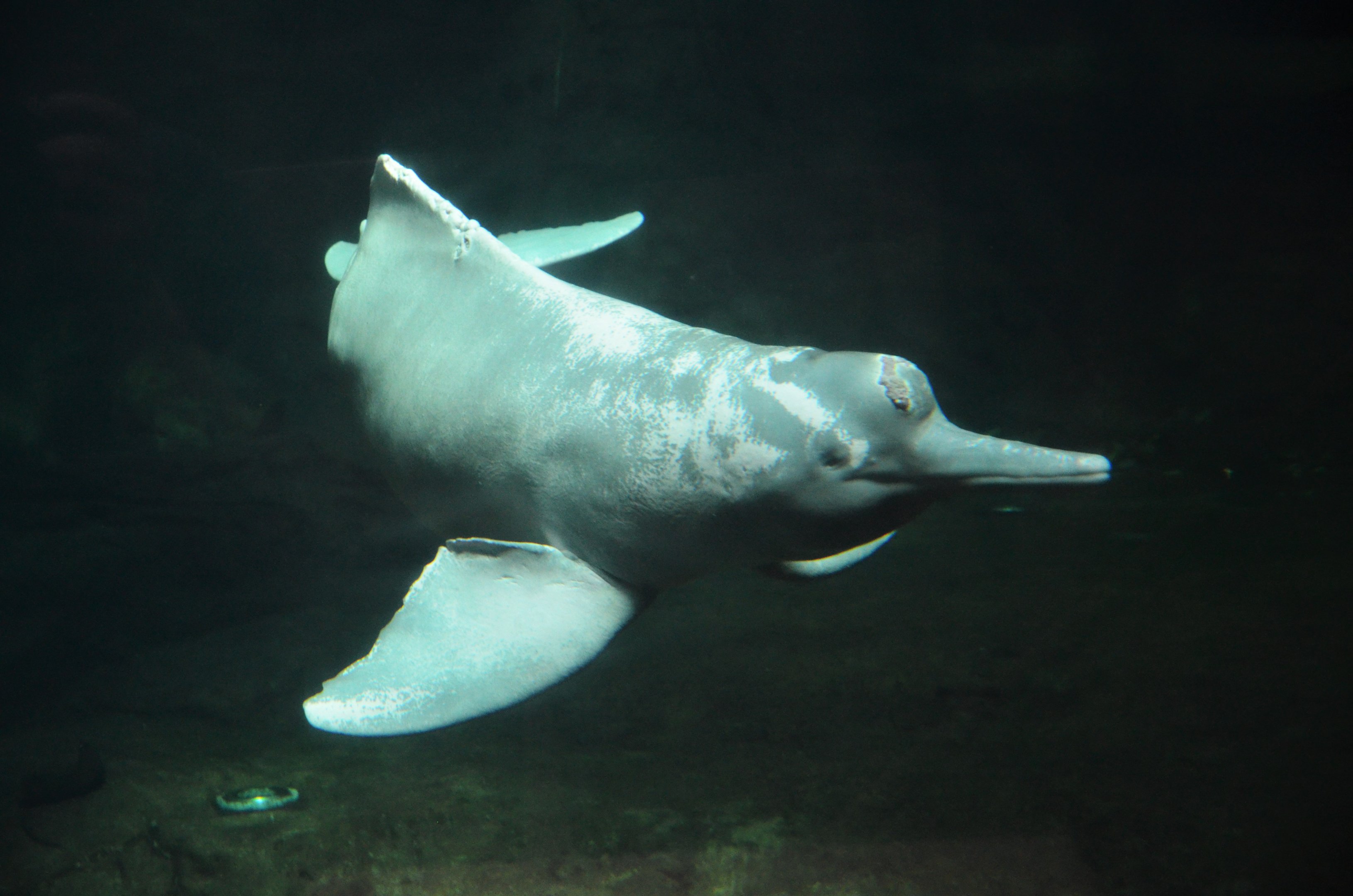 Orinoco River Dolphin at Duisburg, 17/06/19