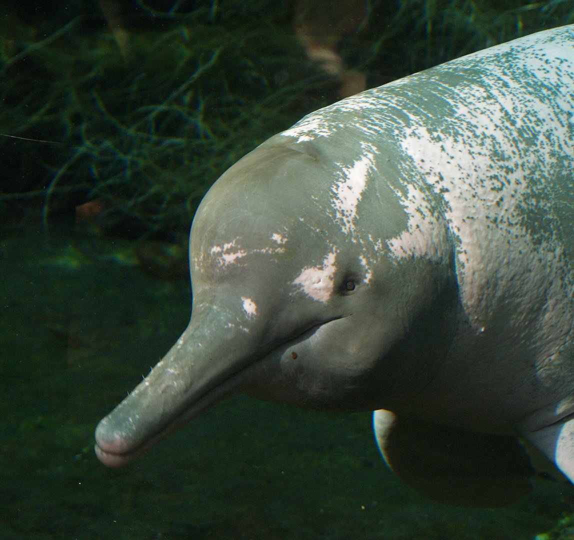 Orinoco river dolphin or Boto Baby (Inia geoffrensis humboldtiana), 2008-08-06