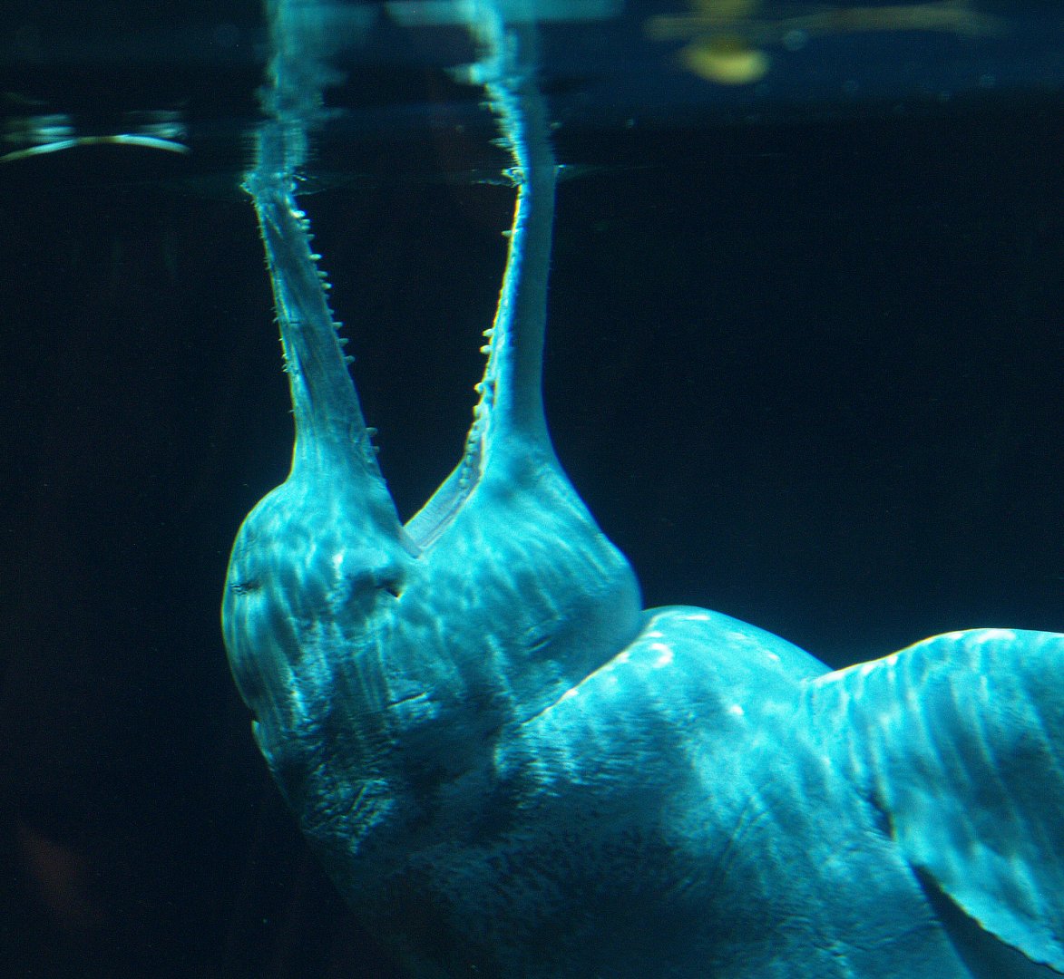Orinoco river dolphin or Boto Baby (Inia geoffrensis humboldtiana), 2008-08-06