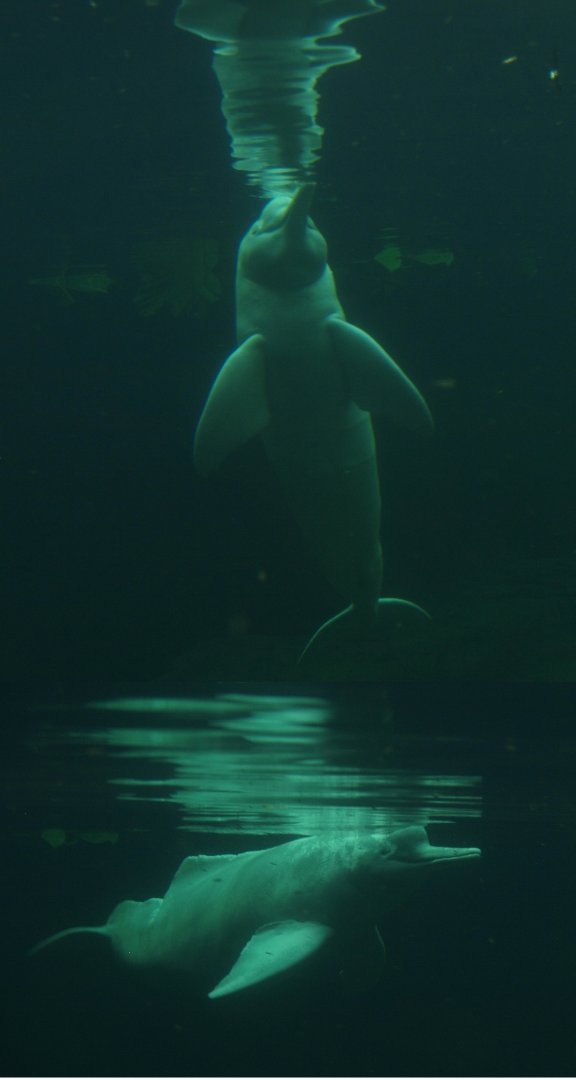 Orinoco river dolphin or Boto Baby (Inia geoffrensis humboldtiana), 2014-10-19