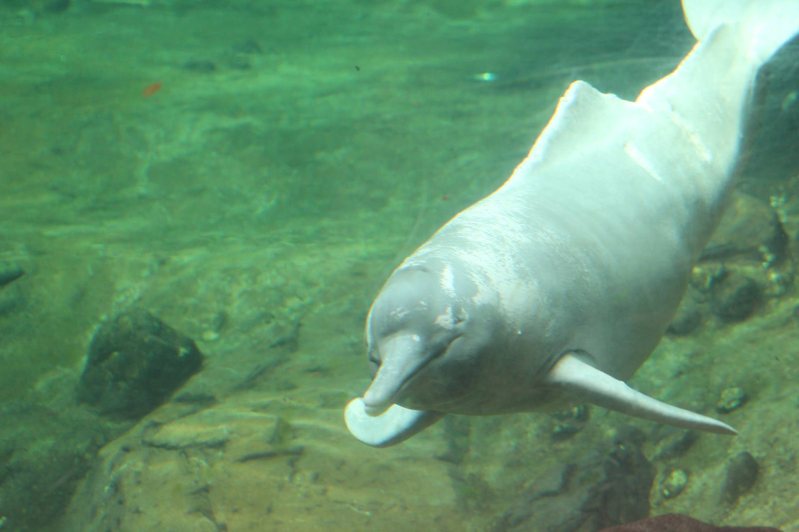 Orinoco river dolphin