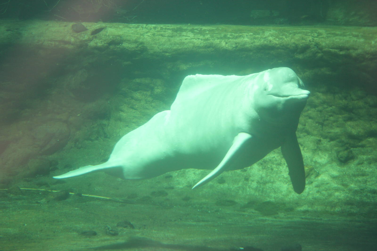 Orinoco river dolphin