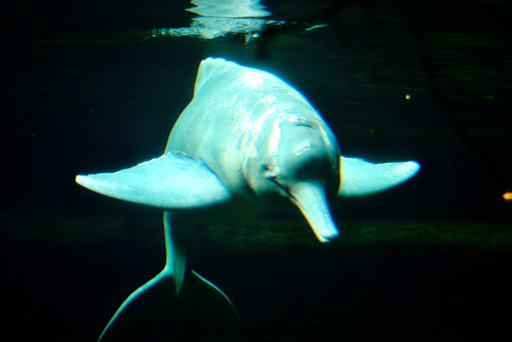 Orinoco River Dolphin