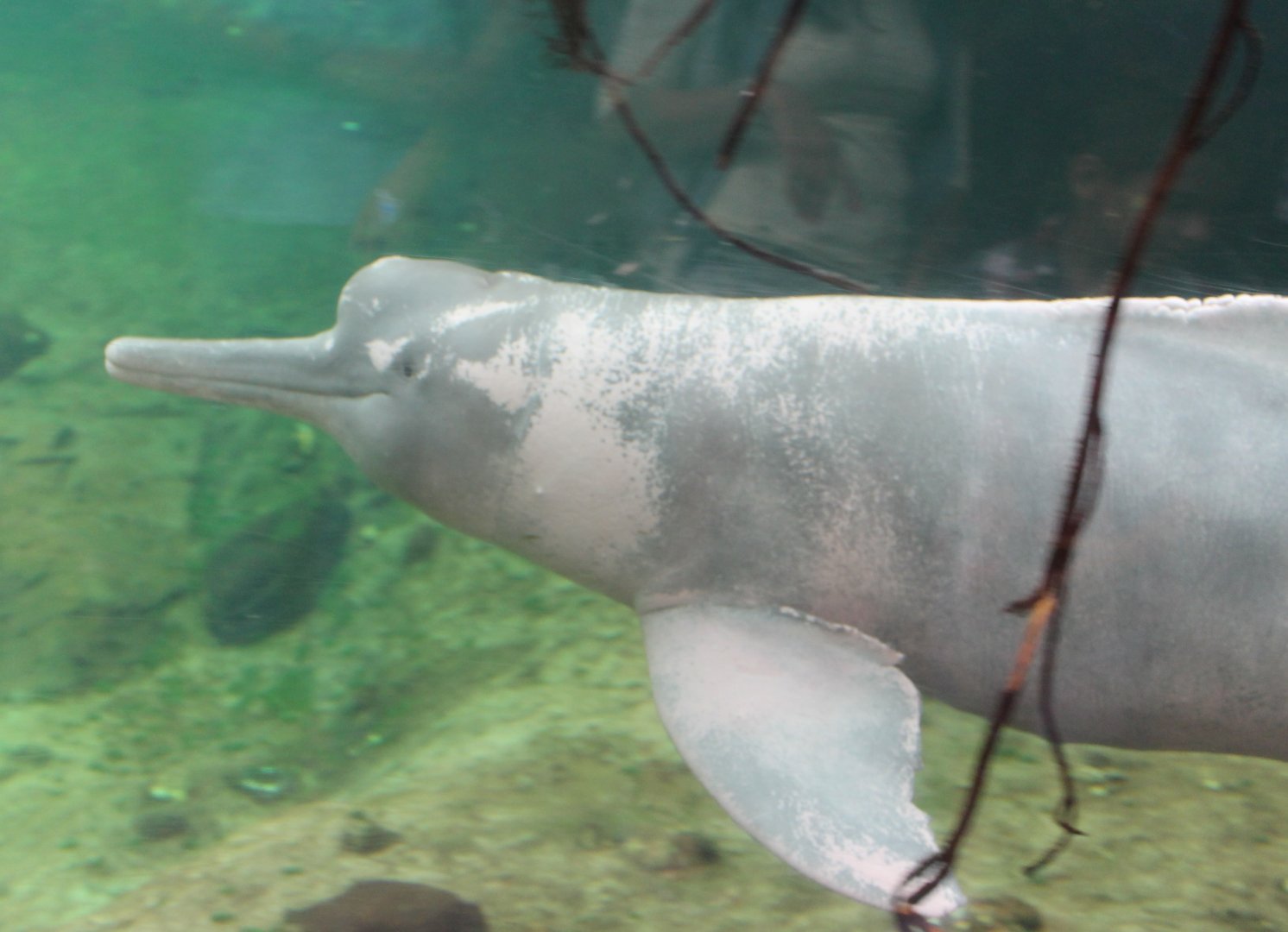 Orinoco river dolphin