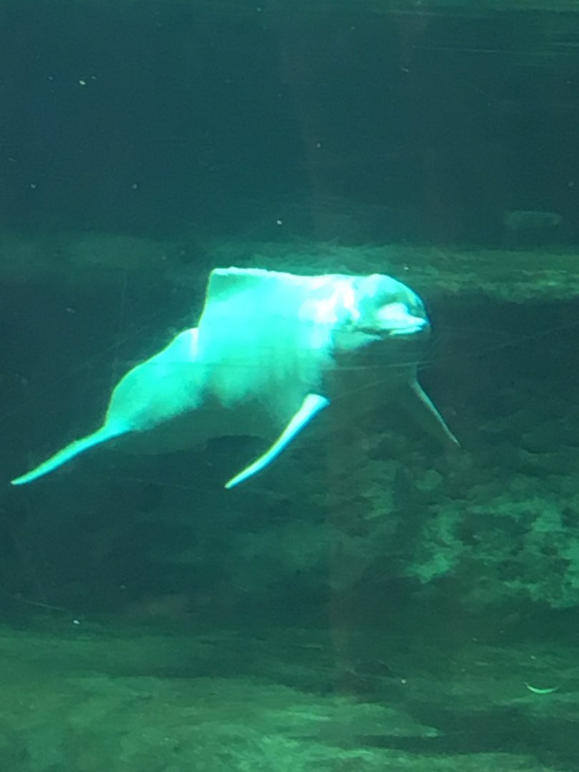 Orinoco river dolphin