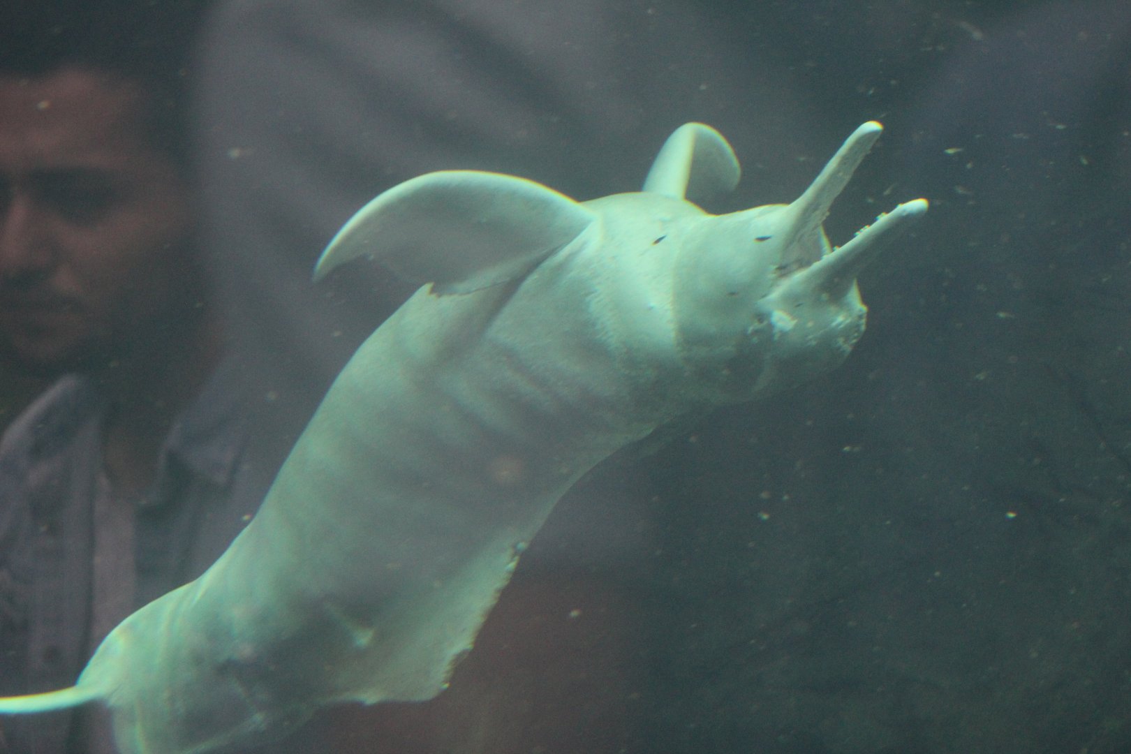 Orinoco River Dolphin