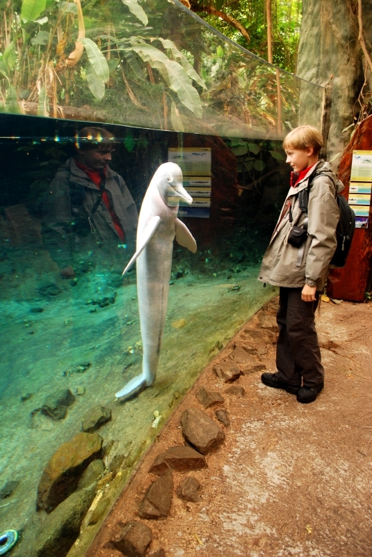 Orinoki river dolphin