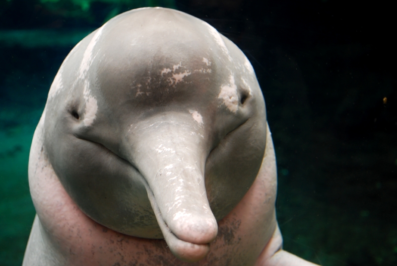 Orinoko river dolphin