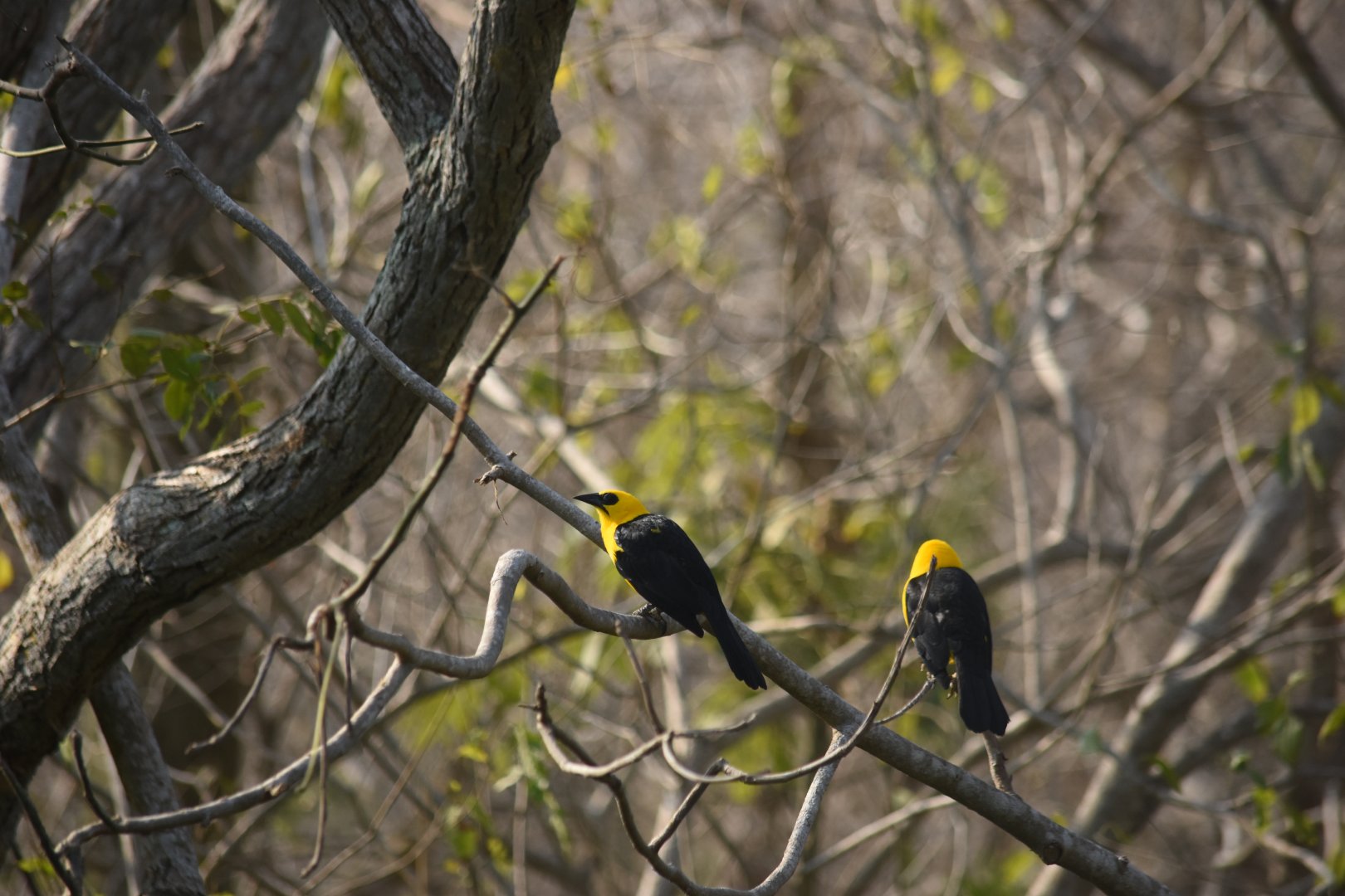 Oriole blackbird (Gymnomystax mexicanus)