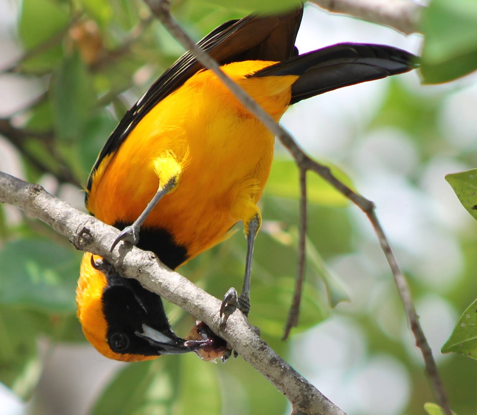 Oriole ID