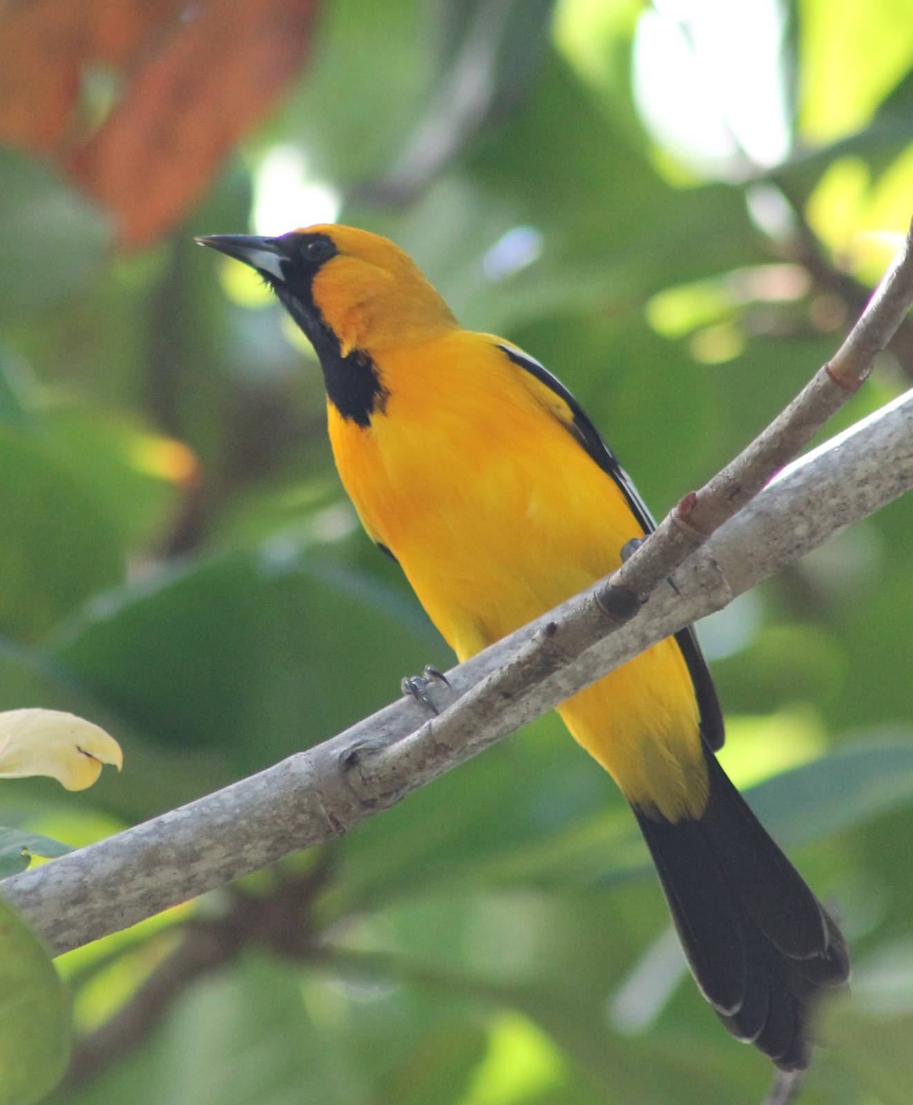 Oriole ID