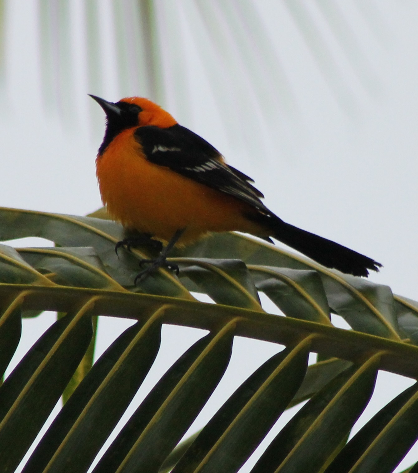 Oriole ID