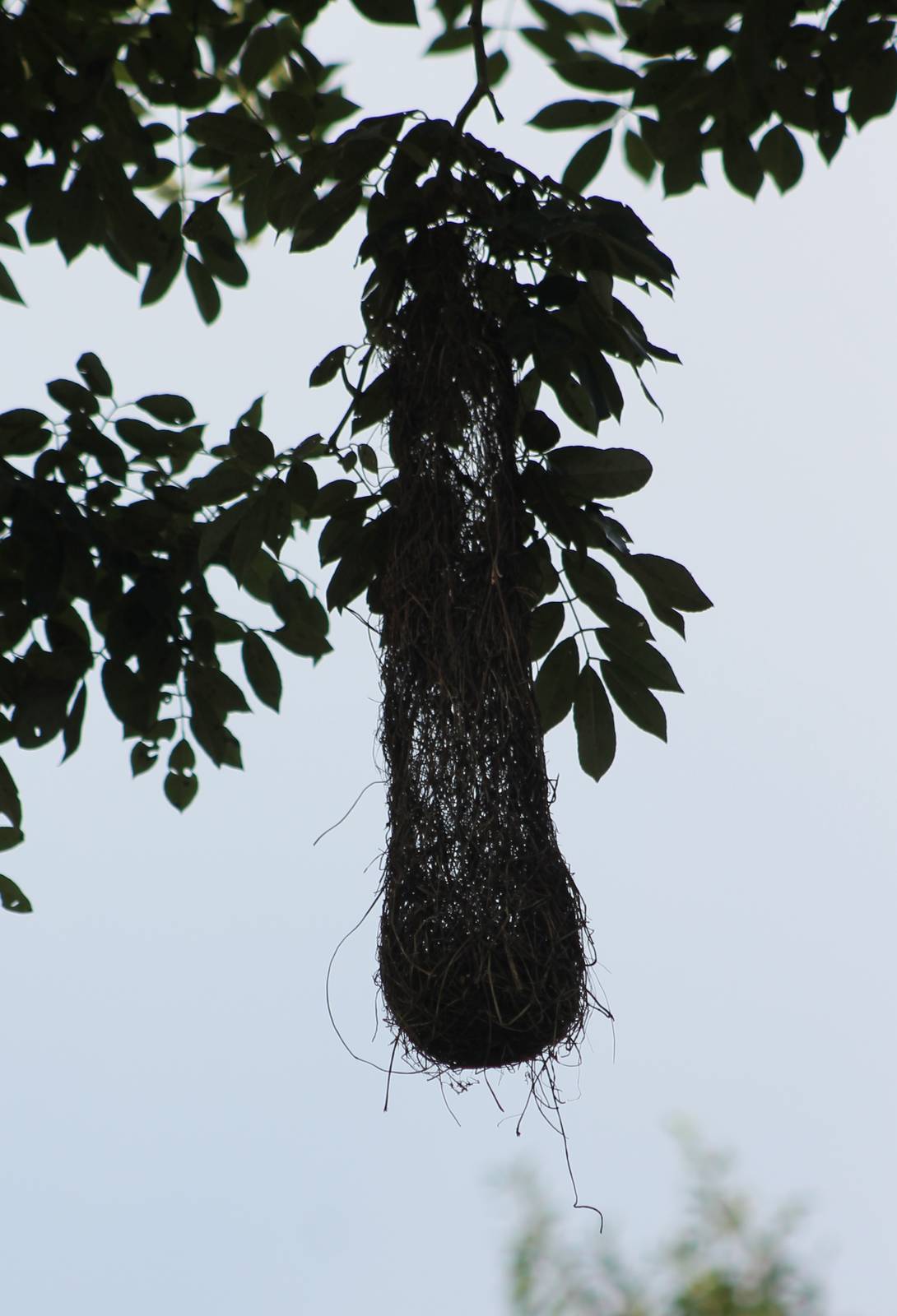 Oriole nest